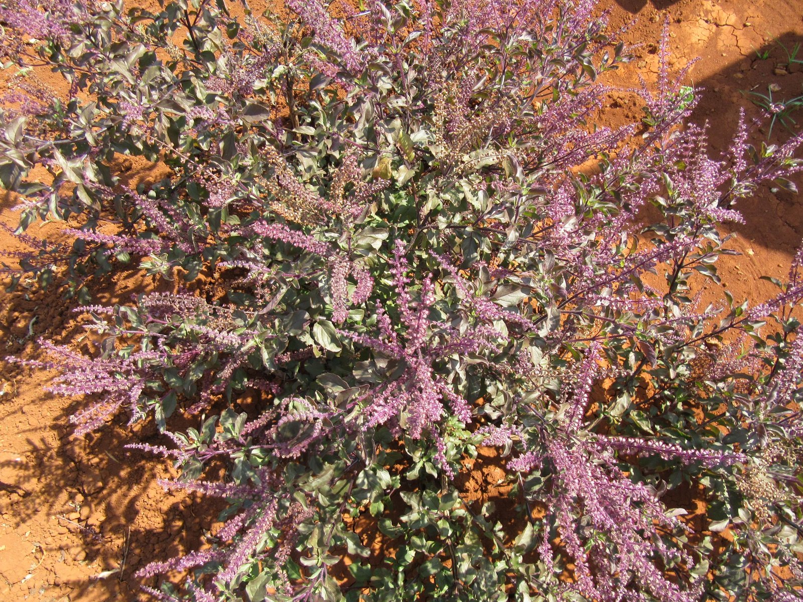 Holy Basil Dual Extracted Powder - Image 5