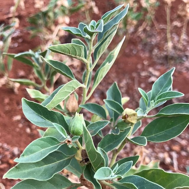 Ashwagandha Dual Extracted Powder - Image 6