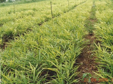 Ginger Dual Extracted Powder - Image 6