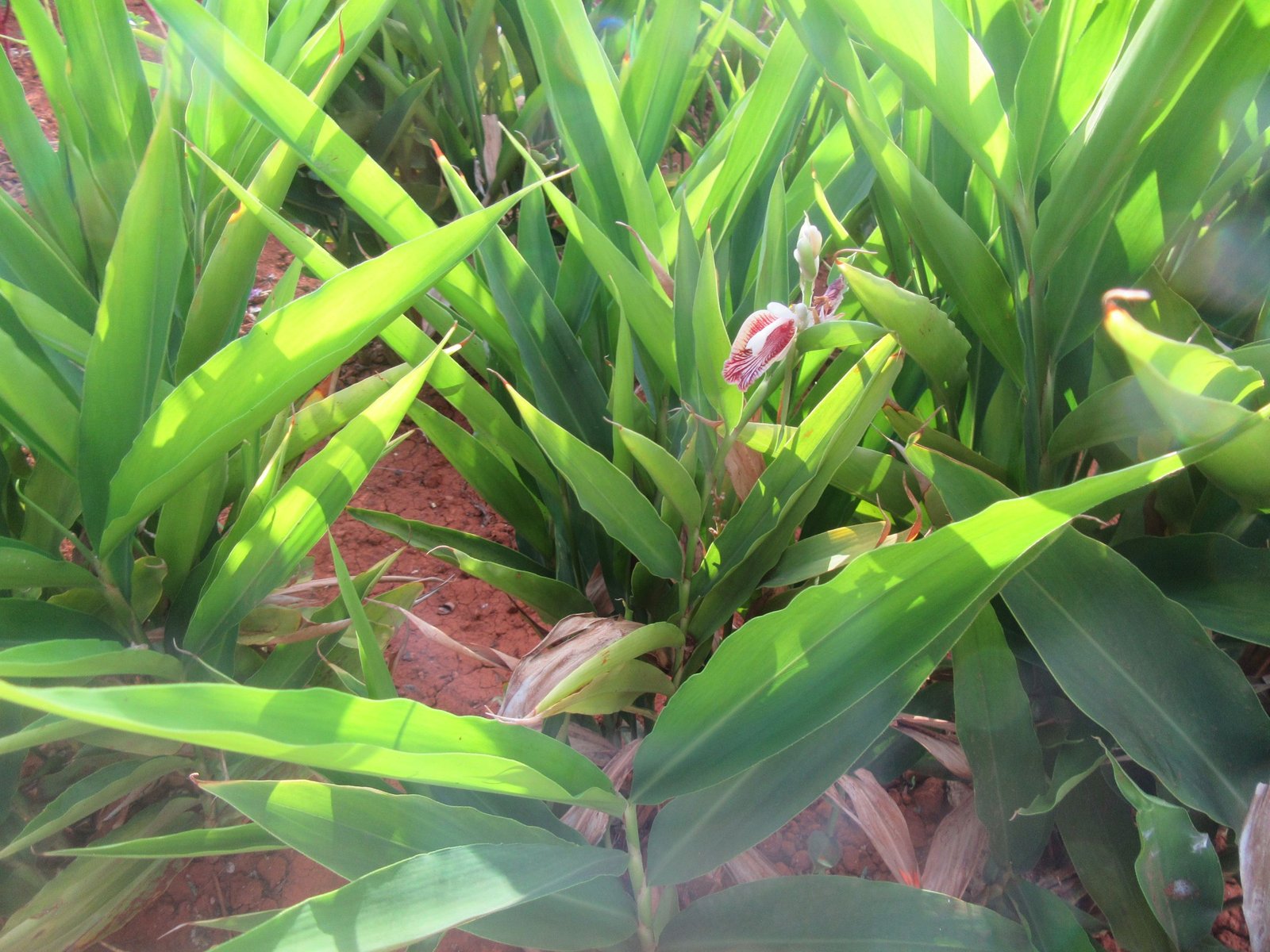 Ginger Capsules - Image 5